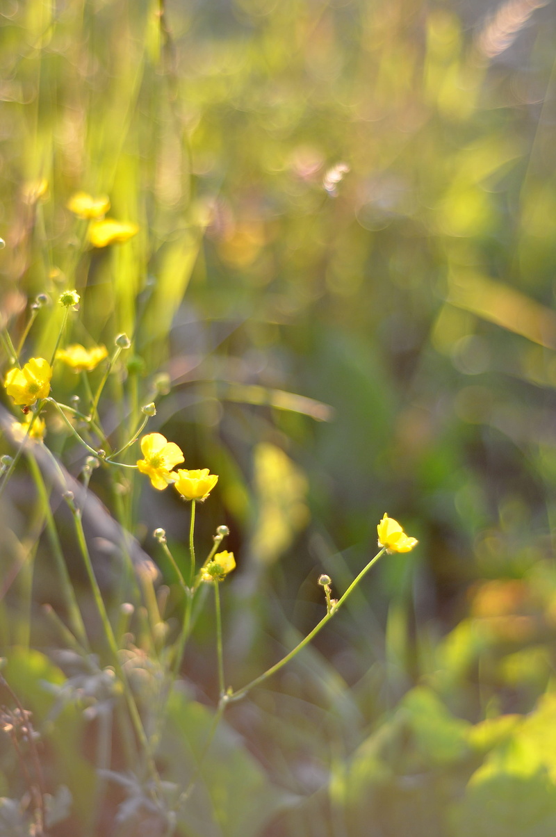 blur, plant, floral, lund, 2K, outdoors, vulnerability, freshness, sweden, flower head, green, petal, growth, no people, fragility, close-up, yellow, beauty in nature