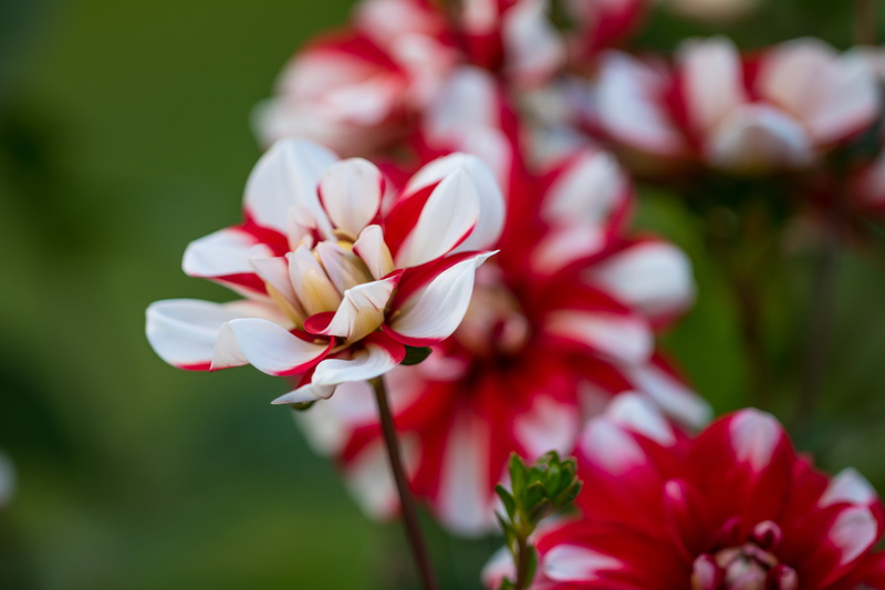 springtime, macro, close-up, Lund, flower Head, flower, nature, white, dahlias, summer, 5K, petal, makro, Botanic garden, Dahlia, plant, red, beauty In