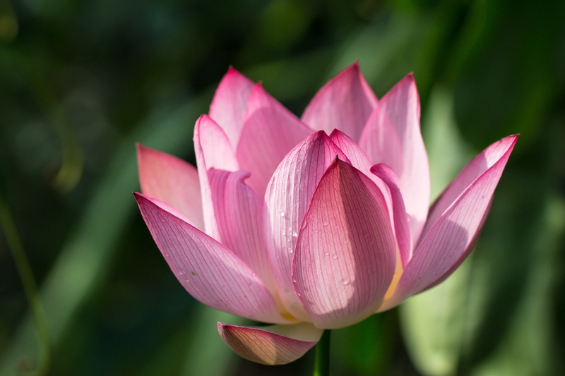 pond, Lund, lotus, summer, Botaniska trädgården, plant, flower Head, petal, leaf, focus, flower, waterlily, in bloom, botany, blossom, lily, photography
