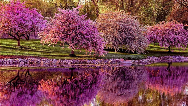 tree, grass, lake, bank, plant, 1080P, springtime, flora, spring, reflection, blossom, park, water, bloom