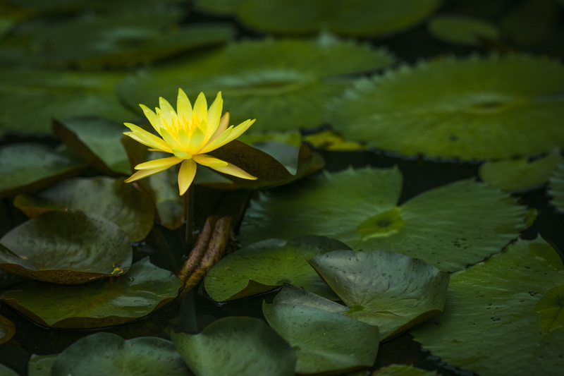 flowering plant, springtime, floating on water, scene, plant part, fragility, inflorescence, freshness, beauty in nature, pond, close-up, petal, lily, plant