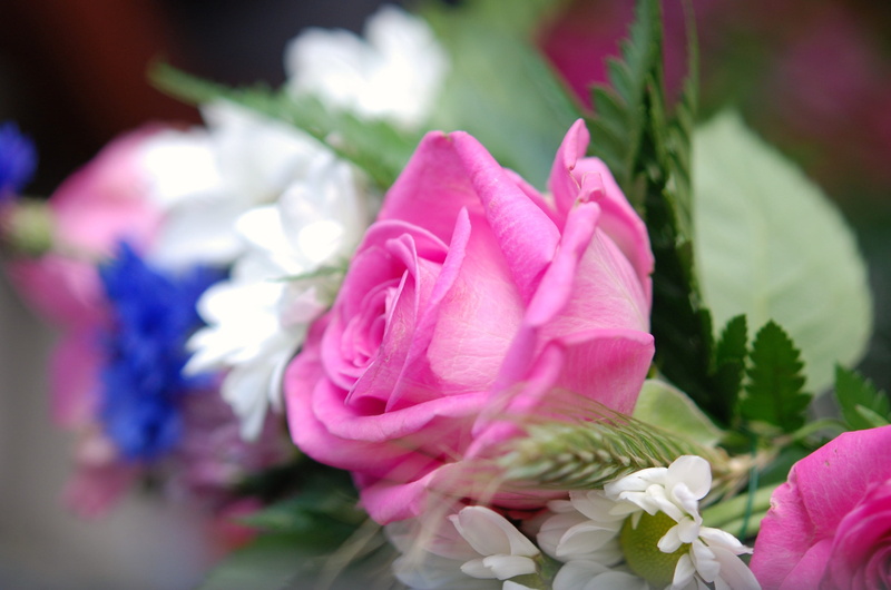 macro, plant, rose, water, rose - flower, focus on foreground, detail, selective, inflorescence, freshness, vulnerability, bloom, flowering plant, pink