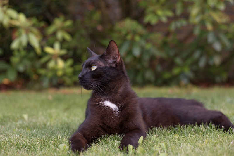 grass, kitten, domestic cat, pets, cat, day, black, black color, black cat, garden, vertebrate, my favorite, domestic, plant, mammal, feline, domestic animals