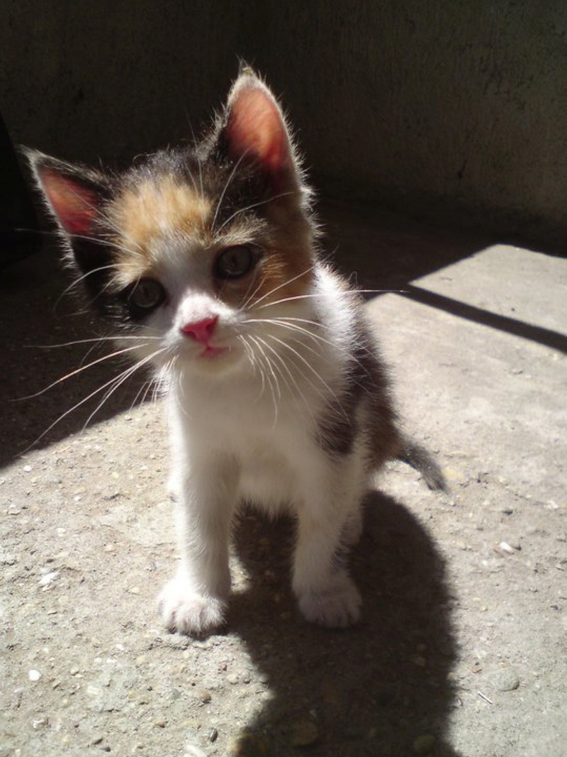 cute, animals, pets, my favorite, whisker, animal themes, mustache, nature, vertebrate, no people, looking at camera, feline, domestic animals, animal