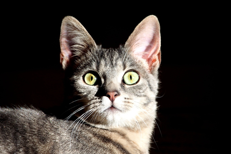 animal body part, pets, whisker, black background, mammal, animal themes, yellow eyes, portrait, animal head, cute, studio shot, watch, looking at camera