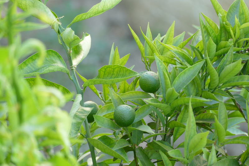 my, branch, healthy eating, fruit, close-up, olive, nature, leaf, plant, wellbeing, ripe, day, favorit, freshness, food and drink, growth, plant part, food