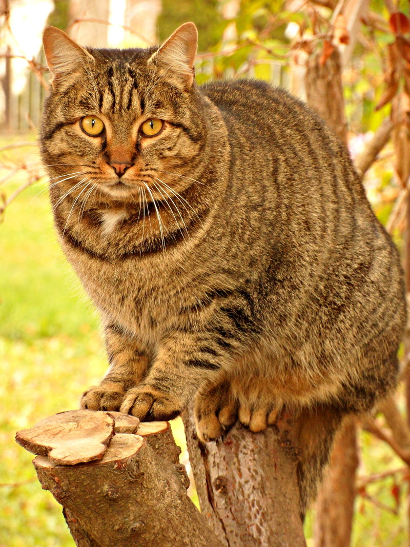 summer, pets, feline, motley, portrait, looking at camera, lie, eyes, day, lights, cat, animal, nature, 4K, mustache, outdoors, no people, curious, cats