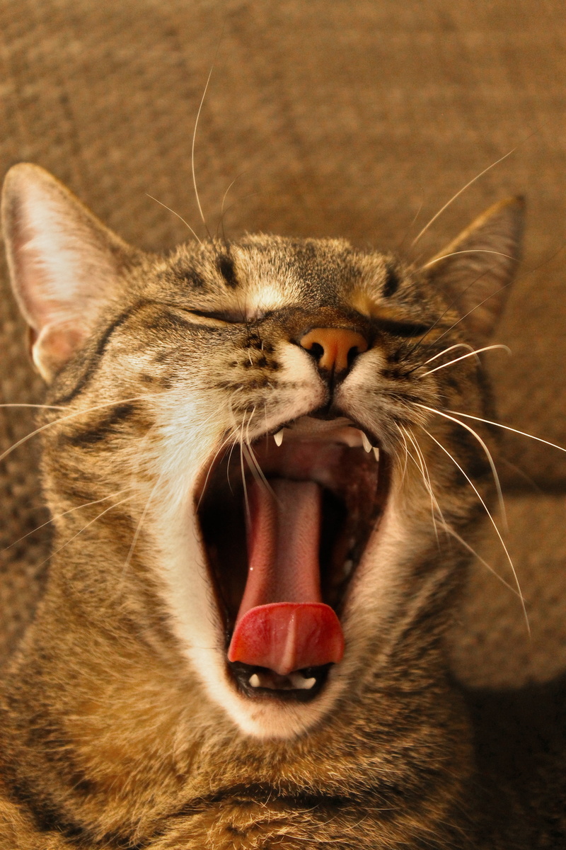 mouth open, tabby, no people, pets, facial expression, animal head, one animal, cute, close-up, teeth, animal tongue, sleepy, language, vertebrate, animal teeth