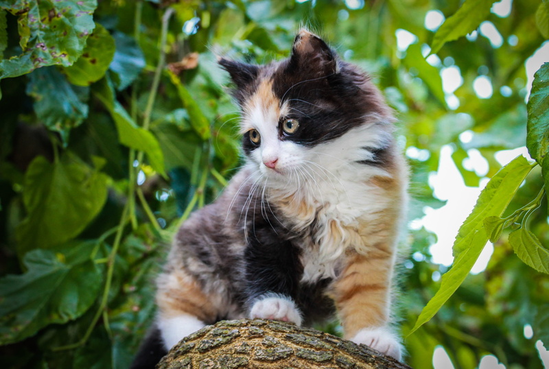 feline, portrait, mammal, tree, domestic cat, plant, pet, 4K, vertebrate, kitty, whisker, no people, outdoors, domestic, pets, nature, green color, animal