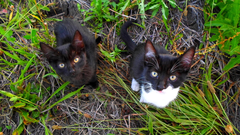 kitten, group of animals, green eye, animal themes, feline, cat eye, domestic animals, hair, land, two animals, friendly, no people, mustache, portrait