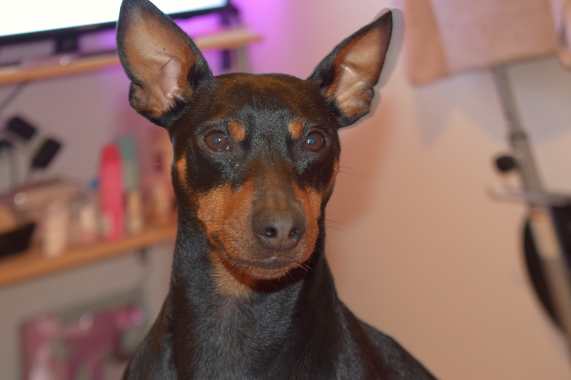 portrait, pet portraits, 5K, close-up, domestic animals, looking at camera, eb, dog, no people, doggy, indoors, animal, available tabs, one animal, animal eye