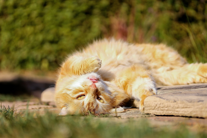 mammal, animal, nature, near, canine, domestic, cat, grass, animal themes, plants, vertebrate, feline, pets, outdoors, land, selective focus, tabby, leafed