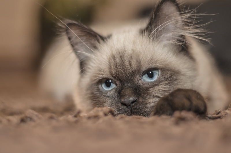 black, no people, animal body part, one animal, small, my favorite, whisker, brown, domestic animals, selective focus, mammal, cute, feline, blue eyes