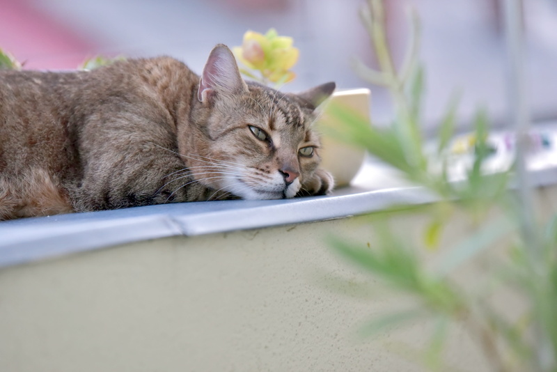 indoors, animal head, mammal, tabby, relaxation, feline, resting, selective focus, cute, domestic cat, eyes closed, animal, animals, animal themes, idle cat
