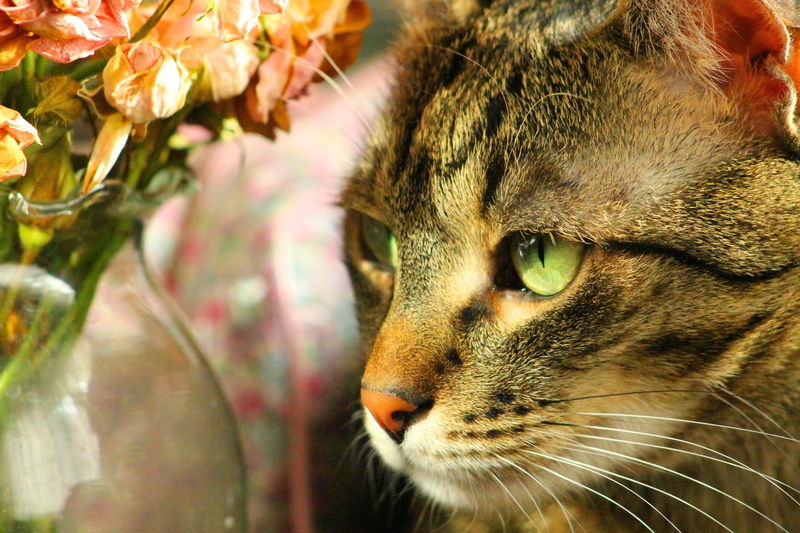 nose, looking away, snooping, close-up, portrait, no people, whisker, photography, profile view, peaceful, cute, focus, feline, animal eye, domestic cat