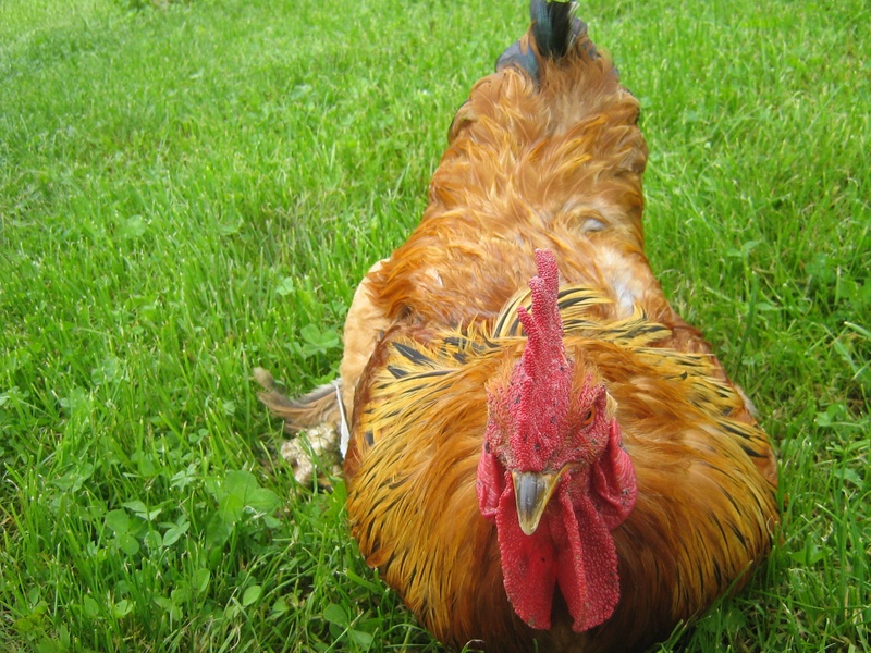 poultry, land, male animal, green color, head, day, vertebrate, no people, combs, my favorite, beak, outdoors, domestic, plant, feathered, nature, field