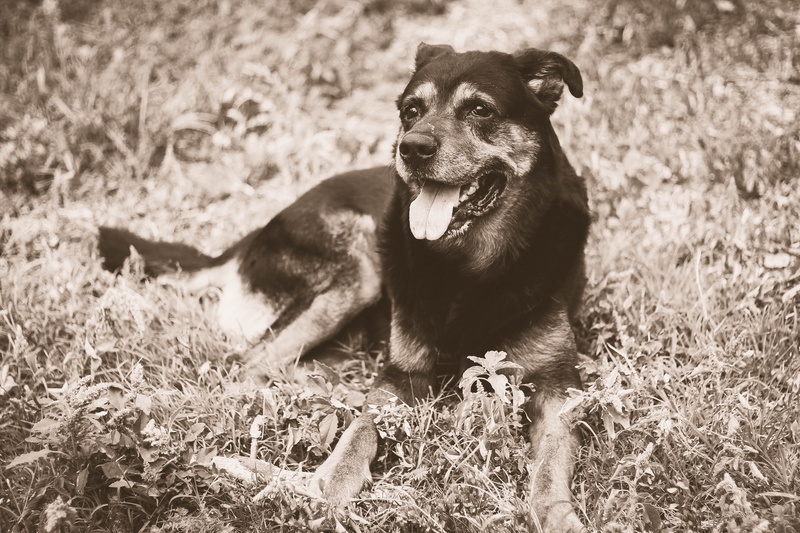 vertebrate, pets, mouth open, animal head, domestic animals, plant, no people, grass, sepia, domestic, field, mammal, animal themes, land, canine, relaxation