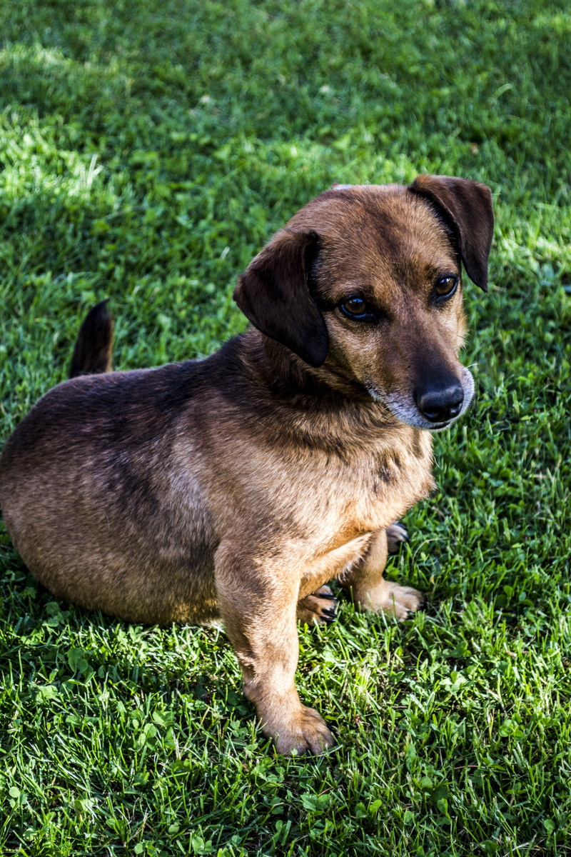 my favorite, 4K, one animal, nature, puppy, green color, domestic animals, grass, plant, vertebrate, land, no people, pets, field, cute, dachshund, dog