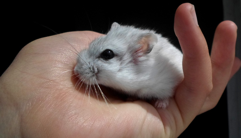 2K, human body part, hamster, cute, eyes, mammal, holding, animal wildlife, animals, four-legged, eye, pets, pet owner, domestic, one animal, hand, indoors