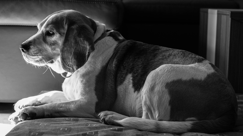 looking away, vertebrate, side view, pets, one animal, cute, mammal, furniture, animal, 5K, indoors, focus on foreground, dog, animal themes, my favorite