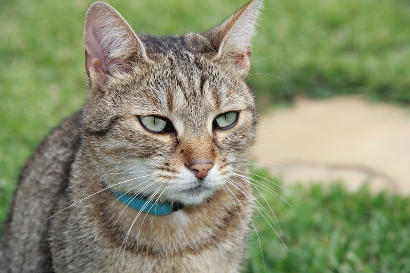 domestic animals, my favorite, friend, animal body part, animal head, whisker, one animal, animal eye, close-up, domestic cat, vertebrate, tabby, focus on foreground