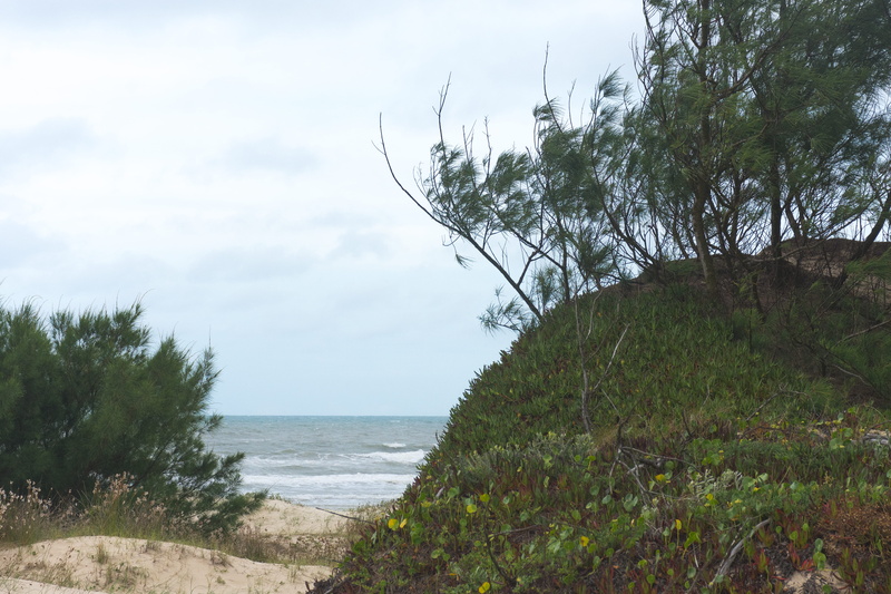 water, rs, forest, tree, brasil sea, beach, tranquil scene, day, plant, no people, favorite spot, nature, cidreira, green color, sea, my spot, cloud - sky