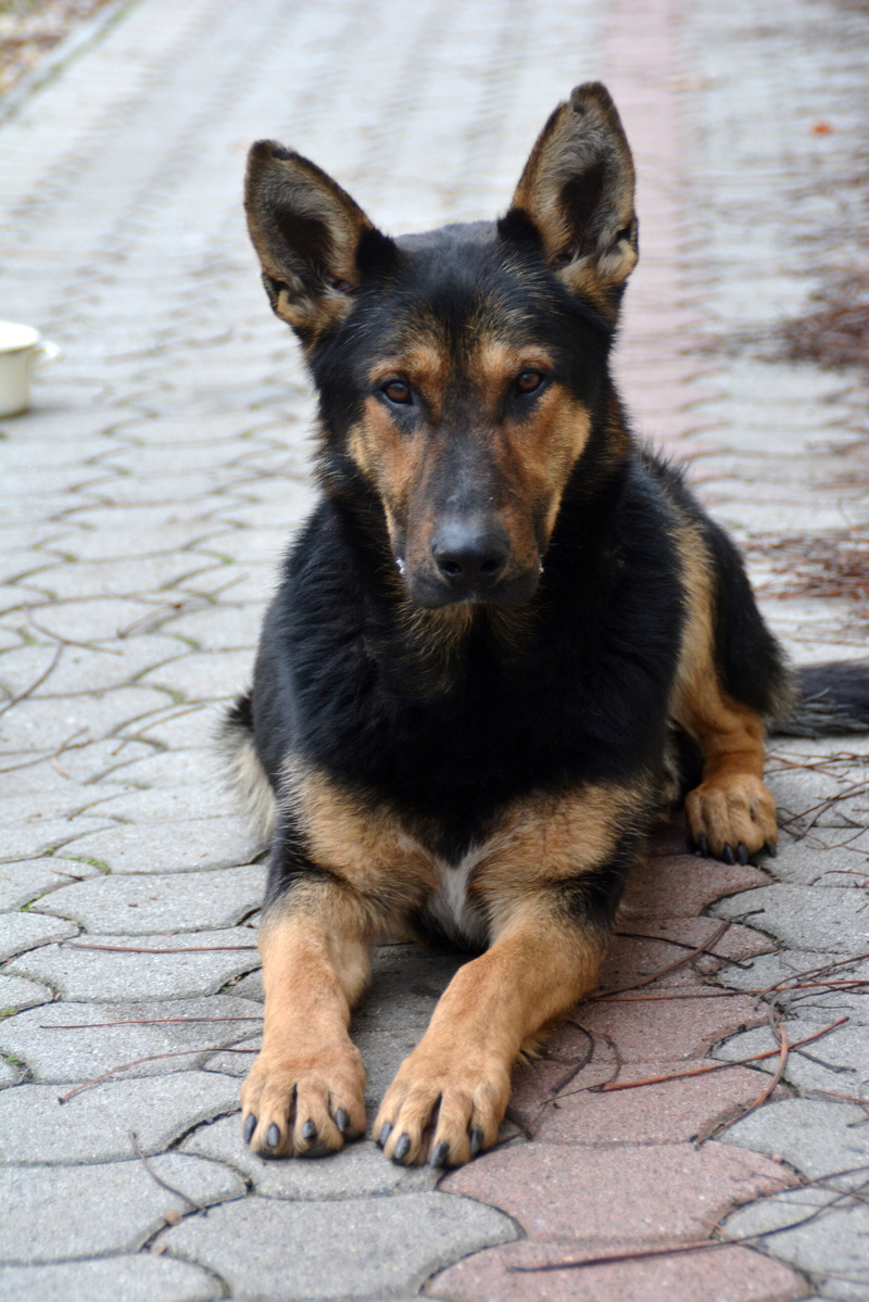 relaxation, no people, sitting, domestic animals, full length, portrait, german shepherd, vertebrate, day, animal, mammal, canidae, looking at camera, cute
