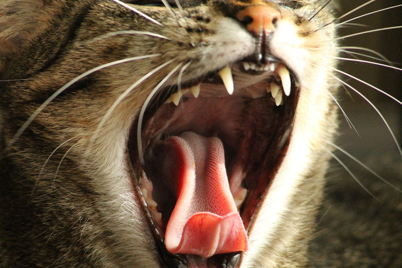 feline, teeth, cat, domestic animals, mustache, my favorite, aggression, tabby, domestic cat, animal tongue, close, peaceful, rawing, nose, s, no people