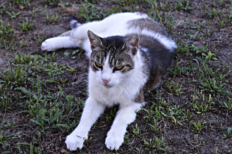 no people, animal, kitten, tabby, grass, pets, animal themes, nature, field, full length, 5K, domestic cat, my favorite, portrait, domestic, vertebrate
