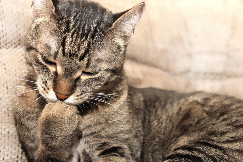 kitten, mammal, feline, animal themes, domestic, mustache, no people, 4K, domestic cat, focus on foreground, relax, wash, animal, animal head, gray, pets