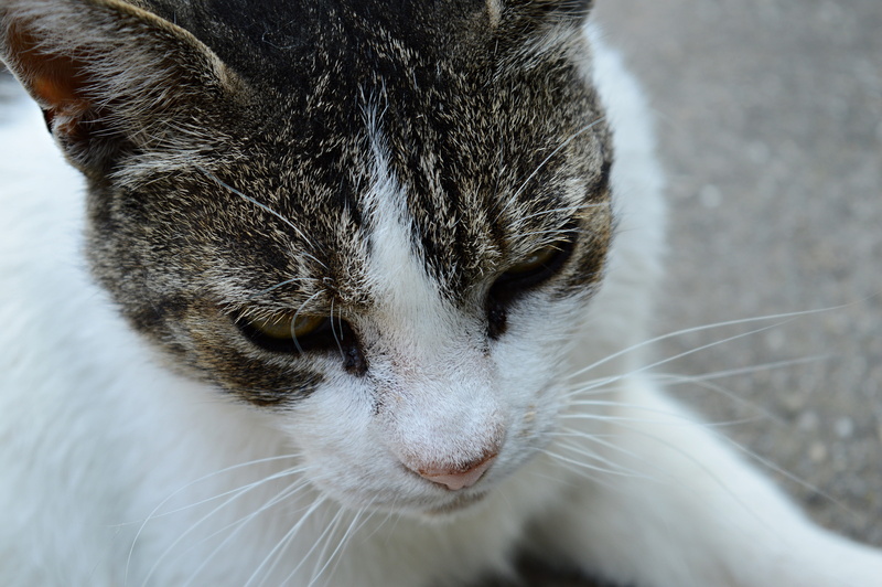 tabby, focus on foreground, vertebrate, domestic animals, kitten, animal body part, domestic, relaxation, close-up, looking away, no people, looking, whisker