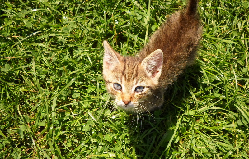 portrait, calm, domestic, cat, is watching, mood, animal themes, 4K, green eye, mustache, friendly, nature, hair, rest, plant, cat head, mammal, land