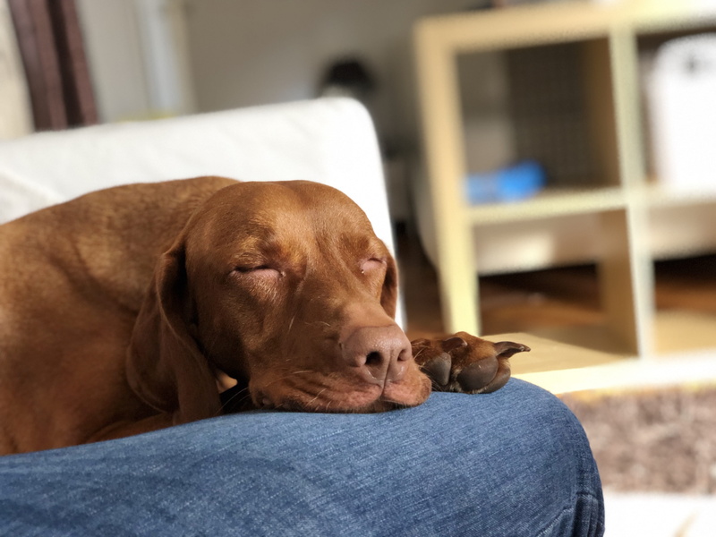 domestic animals, animal themes, sleeping, vertebrate, brown, portrait, resting, pets, mammal, animal head, couch, 4K, cozy, domestic, napping, home interior