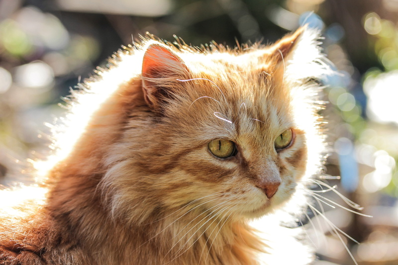 one animal, ginger cat, portrait, cat, day, vertebrate, shallow, backlight, domestic cat, animal eye, mammal, nature, domestic animals, focus on foreground