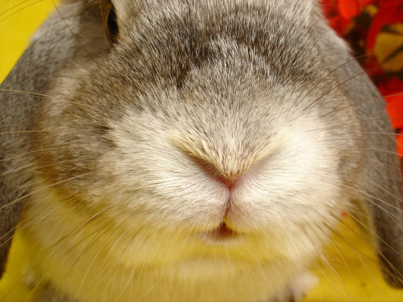 focus on foreground, rabbit - Animal, domestic animals, vertebrate, animal themes, bunny, animal head, pets, animal nose, one animal, close-up, animal