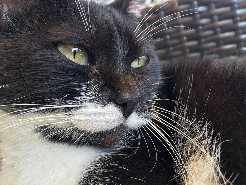 felines, mammal, domestic animals, domestic, looking at camera, yellow eyes, animal head, domestic cat, animal body part, animal eye, whisker, portrait