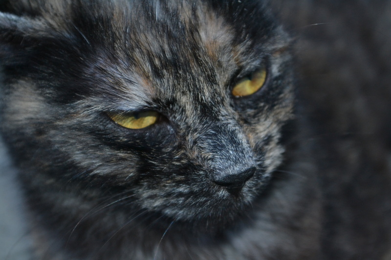 eye, kitten, domestic, cat, domestic cat, yellow eyes, 4K, one animal, gray, animals, whisker, pets, close-up, animal themes, portrait, no people, animal