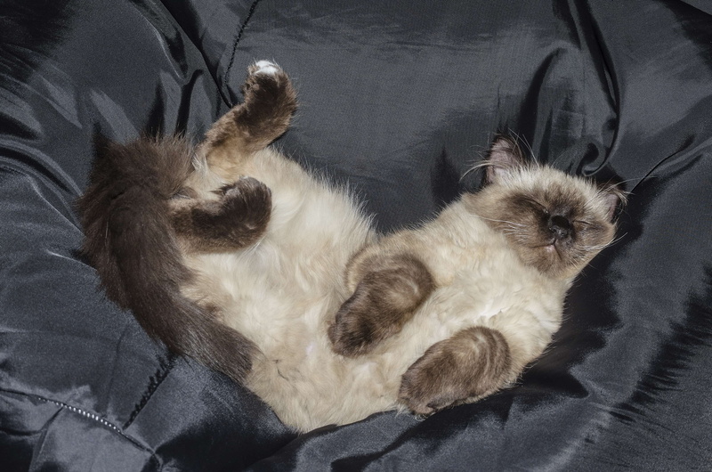 whisker, cat, lie, relax, is watching, tabby kitten, bed, 4K, animal, domestic, sleepy, animal themes, domestic cat, no people, vertebrate, feline, sleep