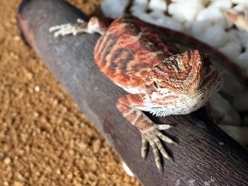 my favorite, lizard, sunlight, animals in the wild, vertebrate, selective focus, chameleon, stones, animal wildlife, nature, one animal, close-up, animal