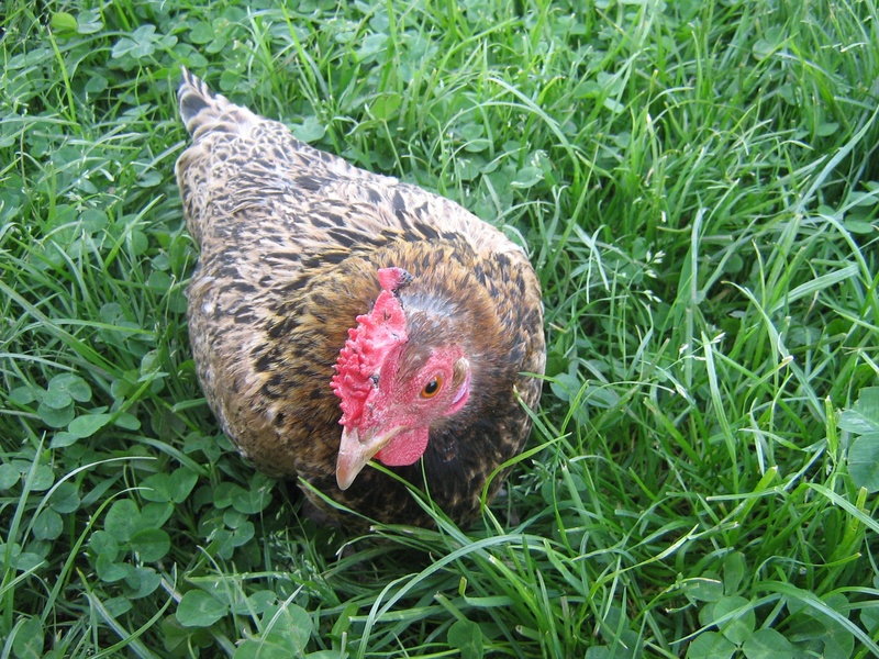 my favorite, domestic, 1080P, nature, day, hen, mammal, chicken - bird, animal, pets, chicken, green color, land, plant, field, bird, vertebrate, animal themes