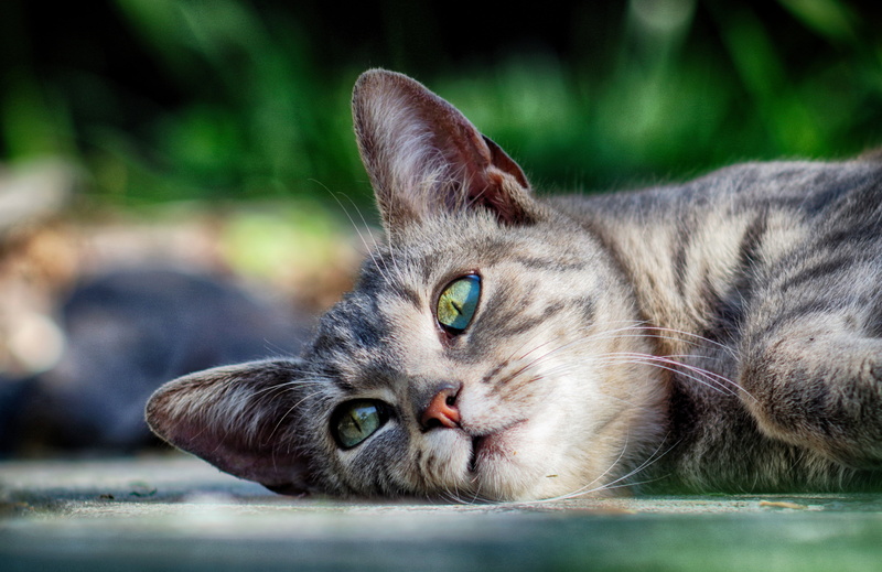 peaceful, mammal, cute, pets, looking at camera, eyes, rest, no people, close-up, relaxation, tabby, animal head, animal, idle cat, one animal, relax, lying