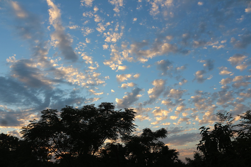 treetop, silhouette, low angle view, scenics - nature, sky, high section, sunset, beauty in nature, sunlight, day, no people, nature, 5K, cloud - sky