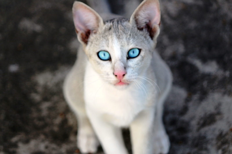 domestic cat, 5K, animal body part, blue eyes, pets, white, cats, eye, cat, one animal, looking at camera, mammal, emotion, domestic, mouth open, whisker