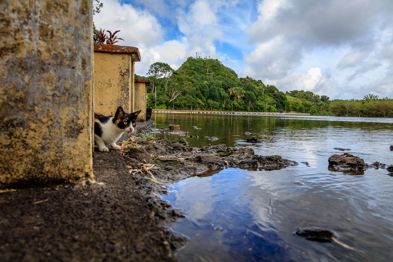 water, dog, vertebrate, no people, animal, domestic, domestic animals, hinduism, ganga taiao, mauricius, built structure, pets, mauritius, day, nature