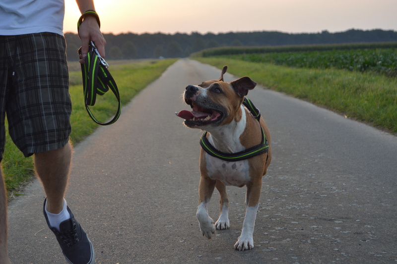 white, pet leash, adult, domestic animals, domestic, animal, pit, american, one animal, dog, transportation, low section, walk, vertebrate, mammal, animal themes