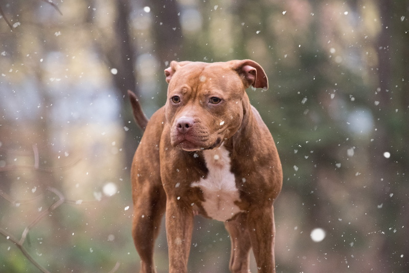 american, pets, domestic animals, adult, focus on foreground, retriever, brindle, 5K, list dog, dog, bull, canine, terrier, snow, brown, animal themes