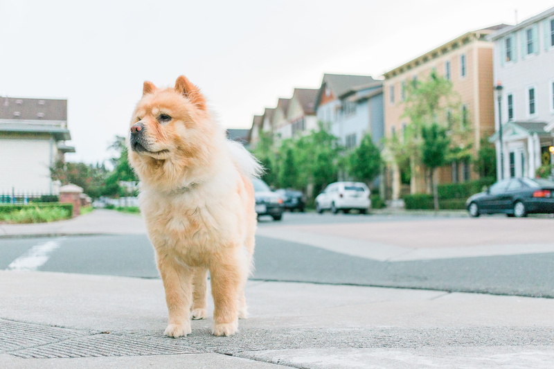 looking, one animal, daytime, street, chow, purebred Dog, architecture, canine, cute, domestic, animal themes, built structure, focus on foreground, no people