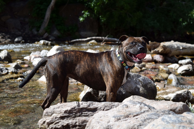 pet, animal, rock, bull, purebred, mammal, park, rock - object, pedigree, dog, cute, staffordshire, river, canine, staffie, stafford, puppy, staff, 5K