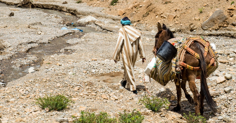 arid climate, man, one animal, working animal, domestic animals, road, outdoors, day, domestic, mountain, climate, gravel, atlas mountain, saddle, land