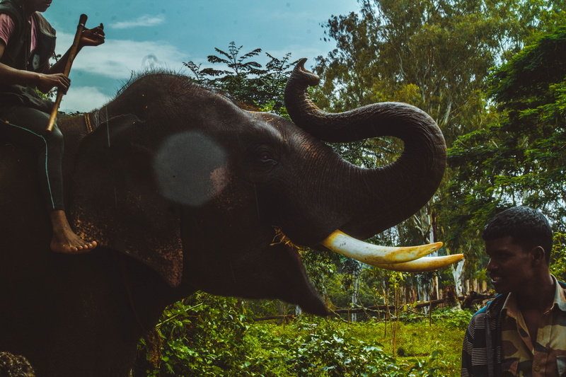 person, one animal, beside, nature, animal themes, animal wildlife, tree, animal, animal trunk, outdoors, tusk, 5K, animal representation, one person